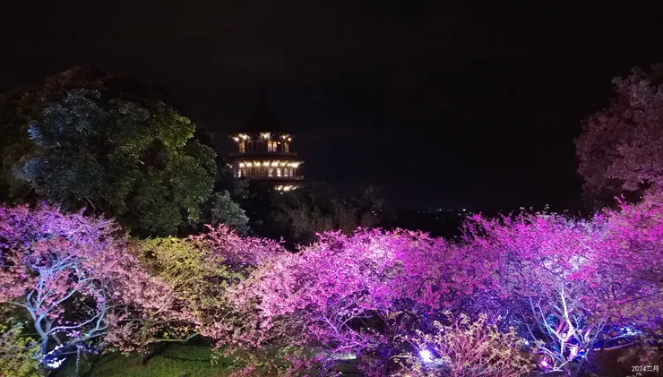 夜櫻區燈光五彩變幻