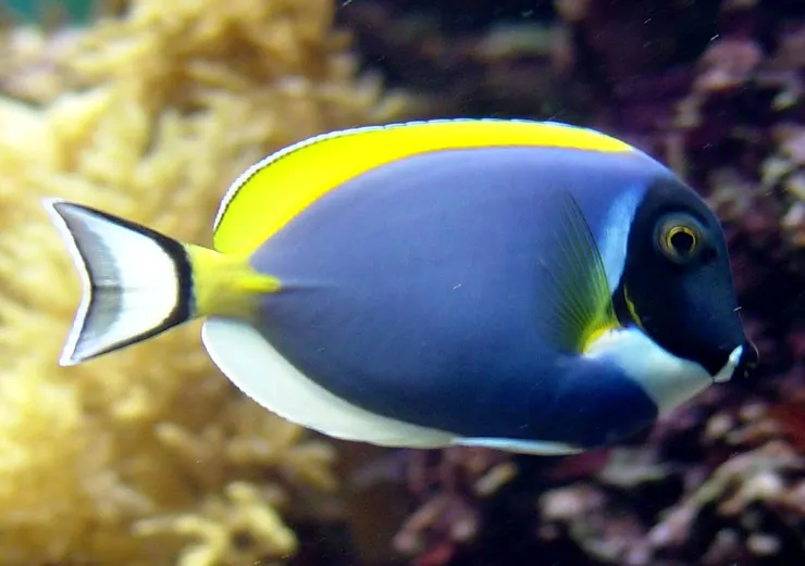 魚尾有1~2根倒刺是刺尾鯛科的代表特徵