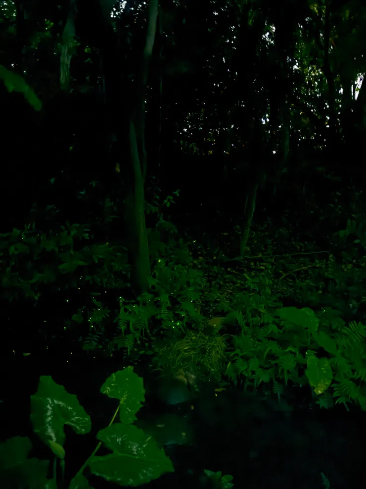 2026/04/25 戶外螢火蟲