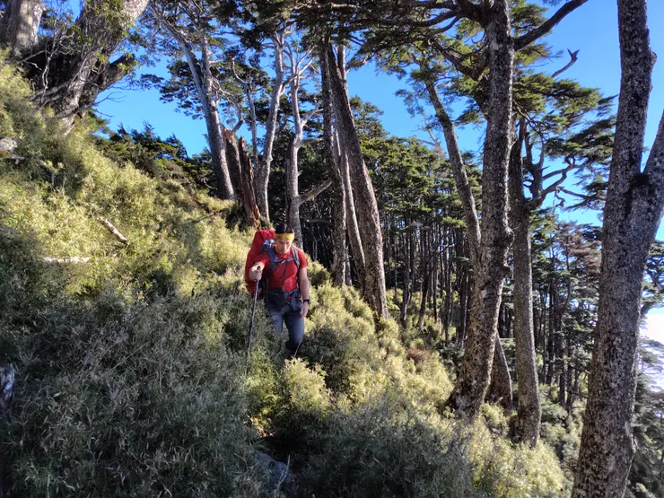 鐵杉林下的箭竹海中行進。