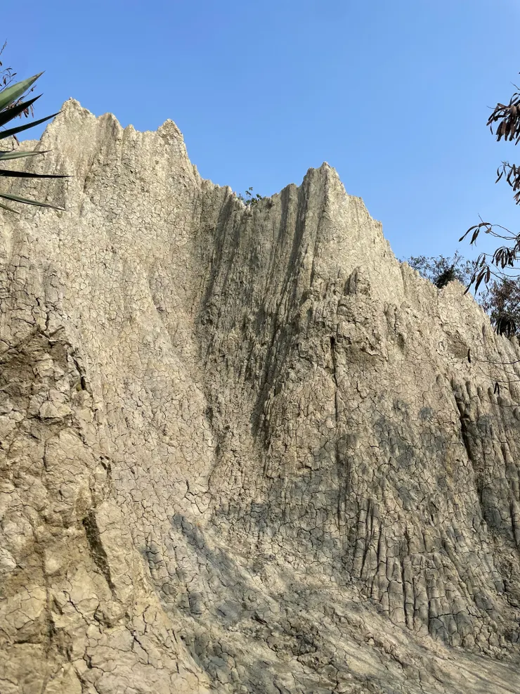 可以很近距離觀賞紋路