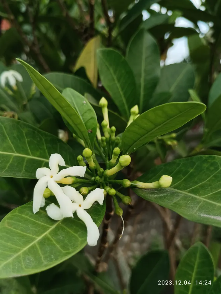 馬蹄花；蘭嶼植物的普狀是，葉常厚實葉面如革質