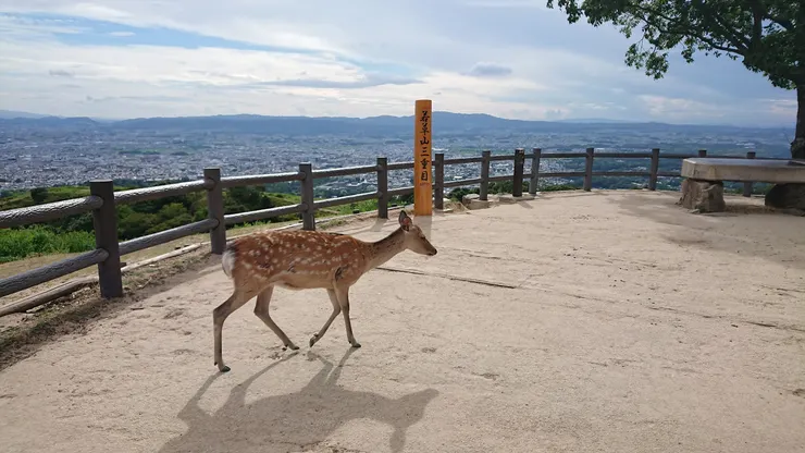 完全不理我的鹿