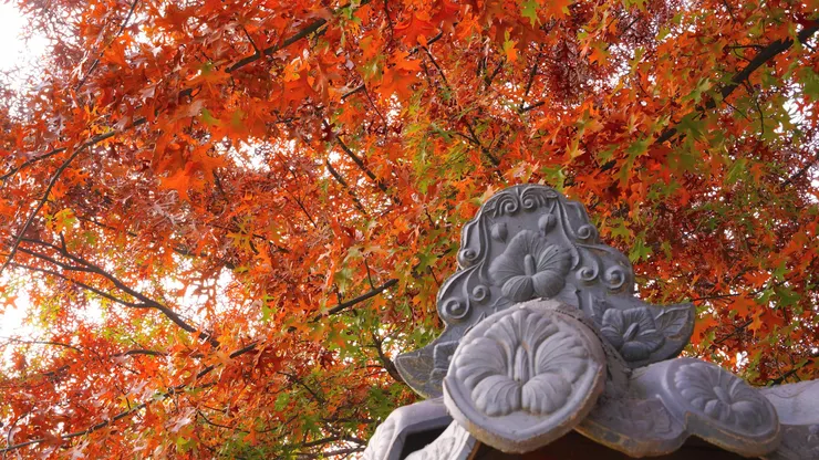 生態公園秋天景色