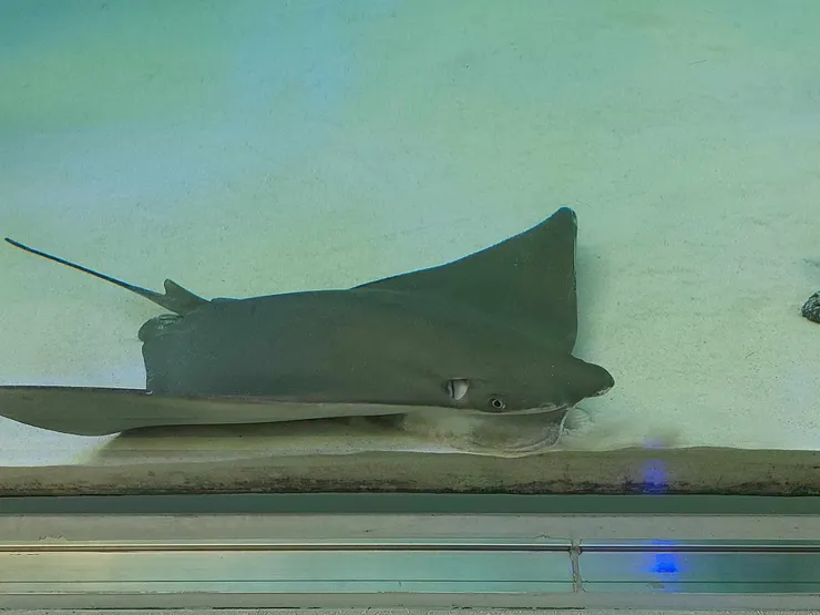水族館常見的魟魚