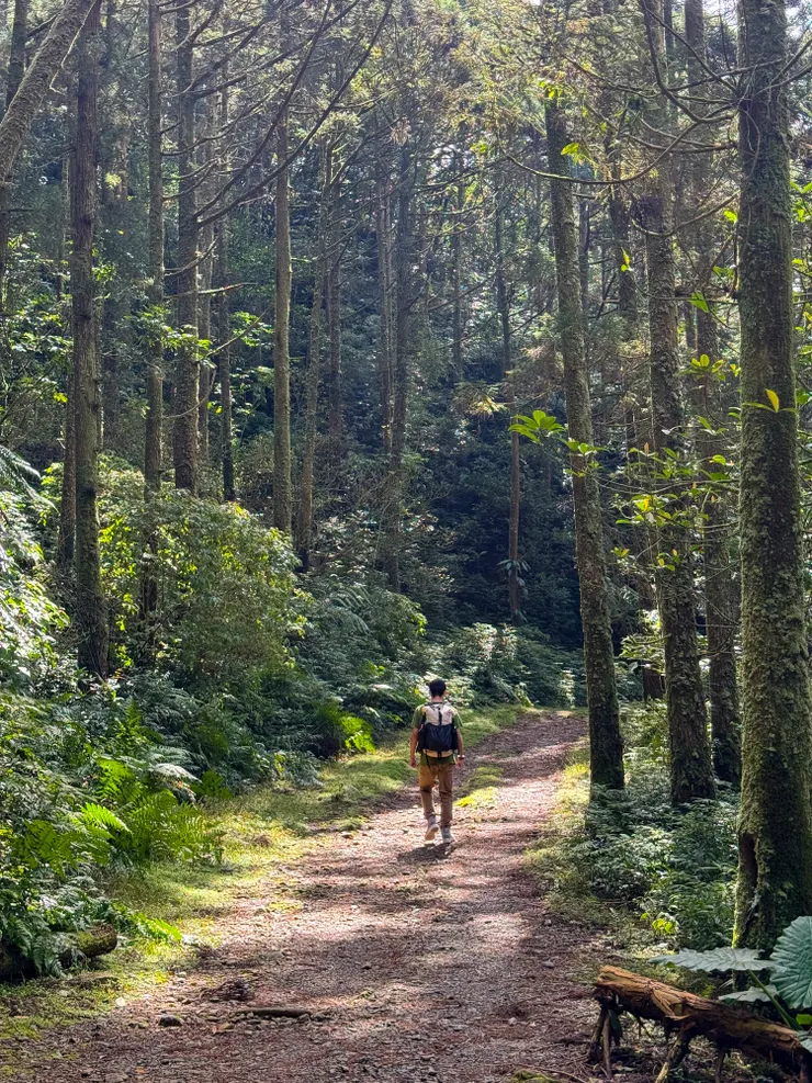 寬敞好走的坪溪古道加上二側高聳的衫木林，伴隨著鳥兒快樂的叫聲，心情都跟著happy起來了呢！