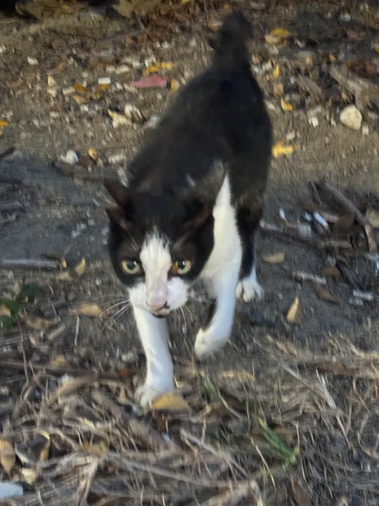 恆春後壁湖漁港旁的粘人喵喵