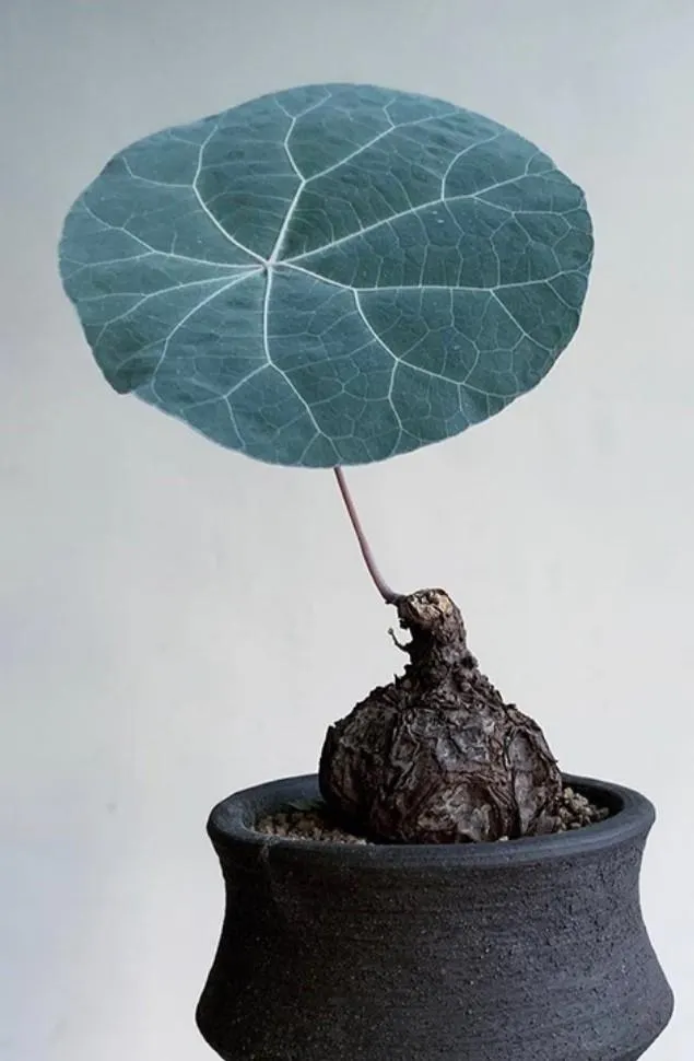 一葉龜(Stephanie Nova, kaweesakii)