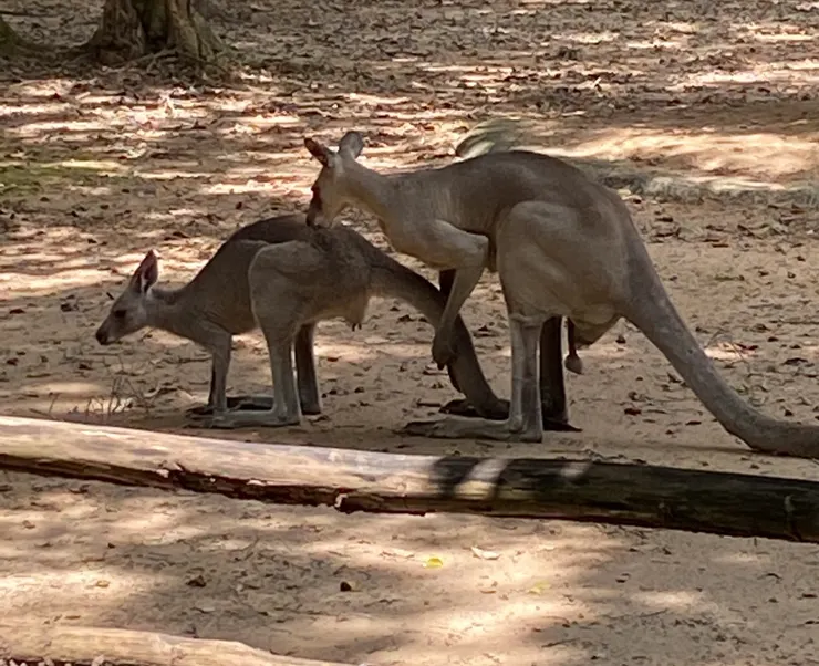 在澳洲常見的袋鼠