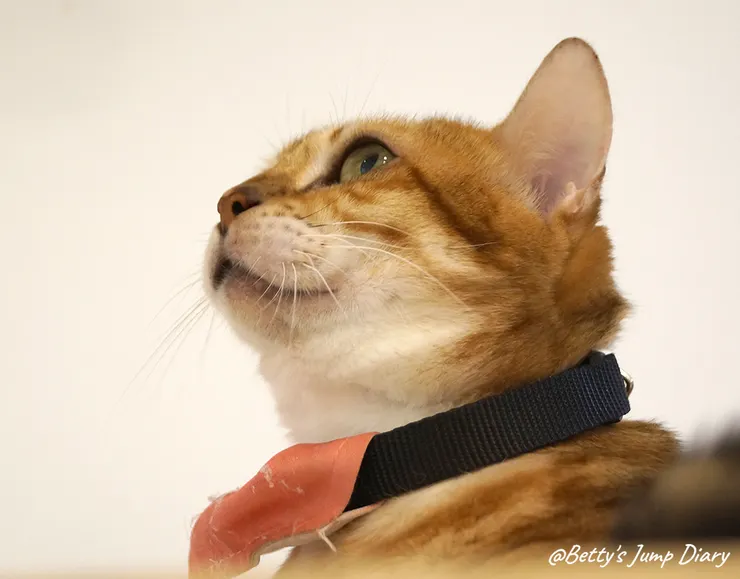▲踏踏咖啡-貓咪/圖片來源：Betty's Jump Diary