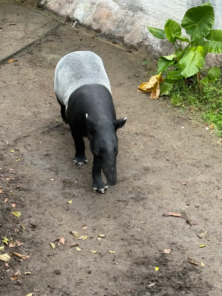 2026/02/17 馬來膜