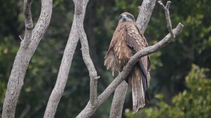 黑鳶（即是麻鷹）