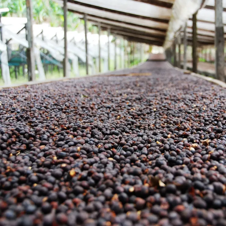 如果您也想體驗這份獨特，不妨考慮將它加入您的購物清單中，讓每一杯咖啡都成為一次美妙的旅行！