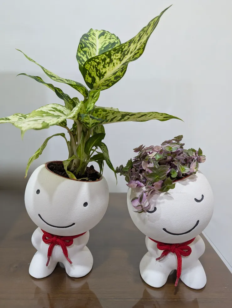 我種的兩盆植物