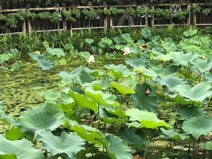荷花池