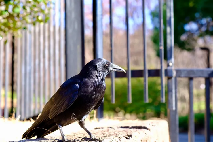 東京真是烏鴉之都