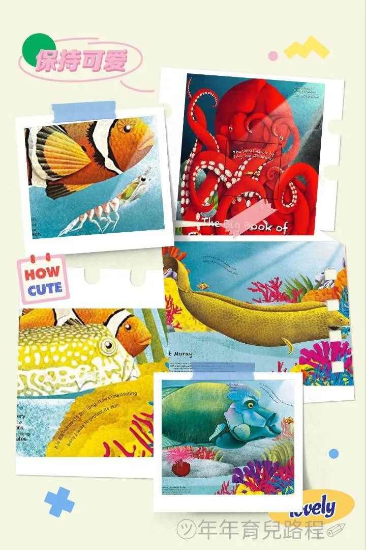 克里斯蒂娜‧班菲：海洋動物系列