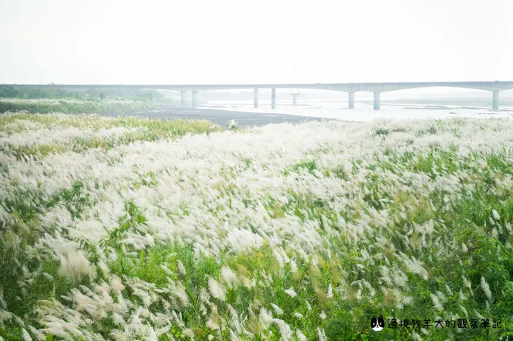 高屏溪岸邊開滿了甜根子草花海