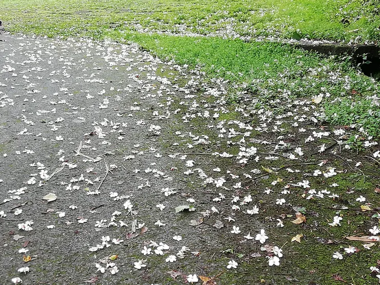 落英繽紛的步道