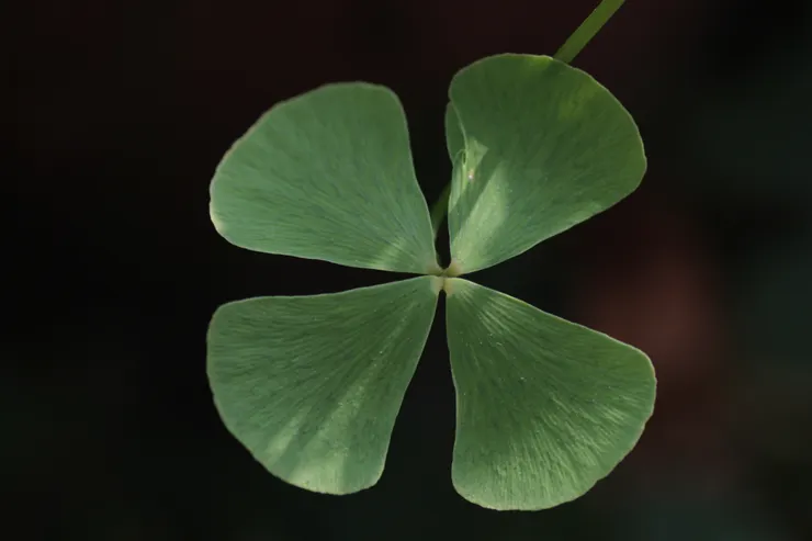 田字草(偽幸運草)