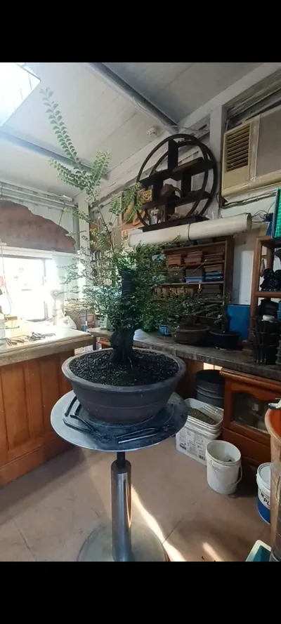 中品紫檀（楓港柿）造型整理記錄