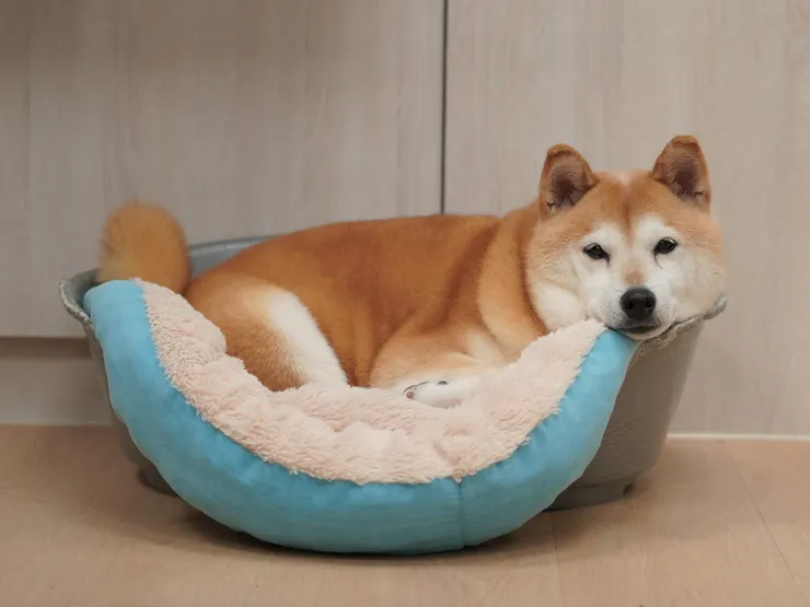 冷氣團接連報到！除了長輩要小心保暖，家中高齡犬貓也得多留意心血管與關節狀況。（資料來源：倍力寵物健康食品）