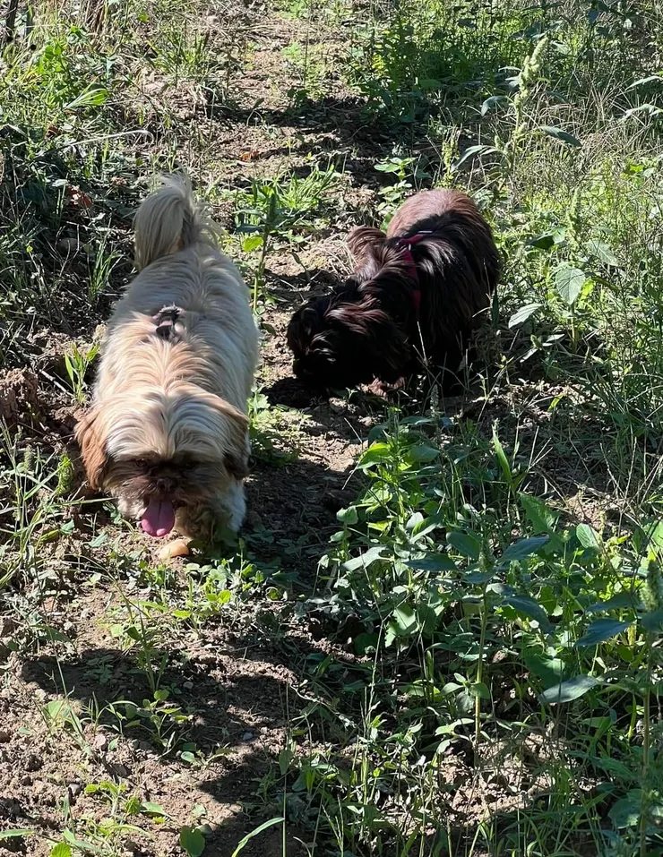 葡萄園主的狗狗也和我們玩了起來