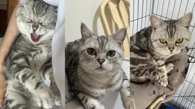 下班只想當貓的沙龍