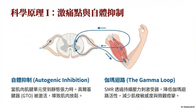 自我肌筋膜放鬆的科學原理1