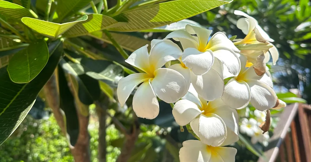 柑橘的生活碎片