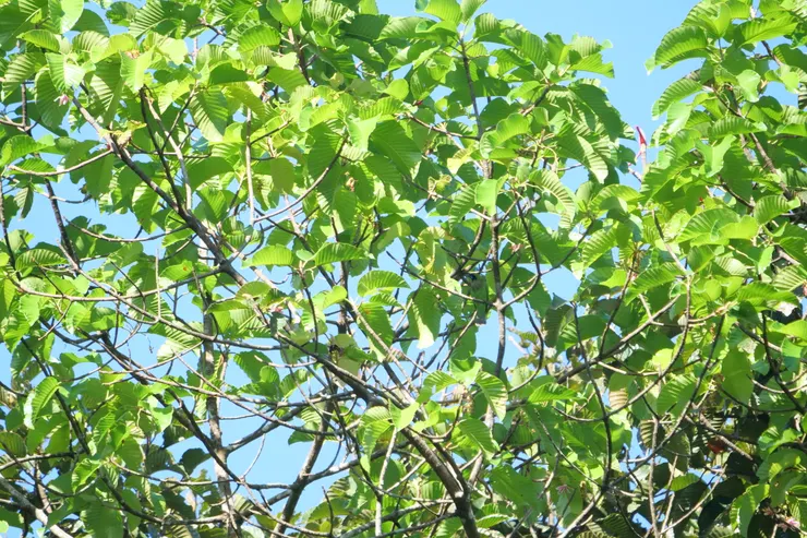 要用點眼力才看到的Jerdon's Leafbird(在圖中間偏右的位置）