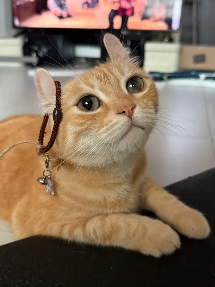 摺耳橘與他的耳飾