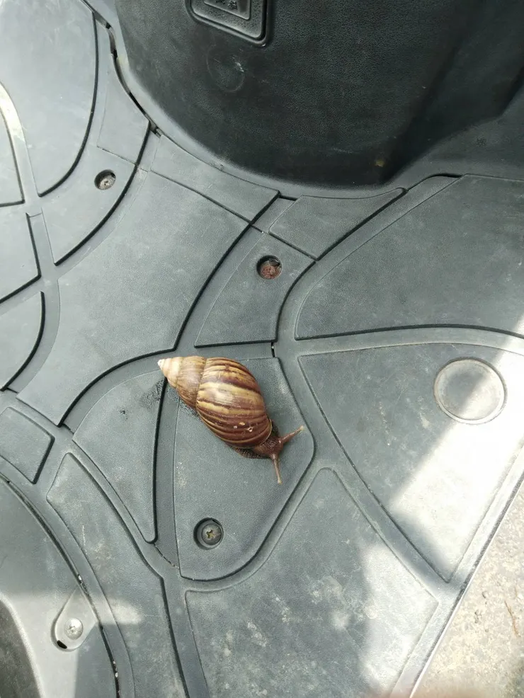 將水泥地上的蝸牛帶到了車上