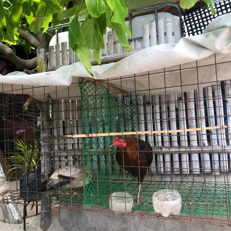 島上完全都是沙子！而且每個人的家幾乎都會養一隻雞，好好奇他們是怎麼在沙子上蓋房子的