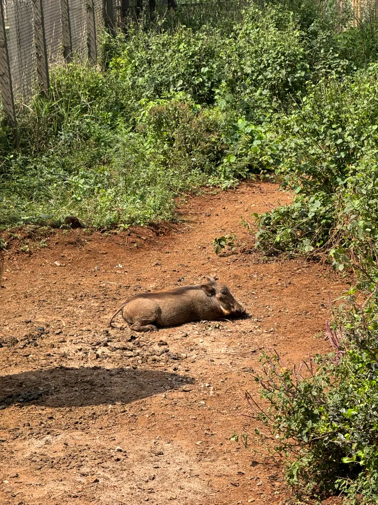 有夠舒服，吃飽睡睡飽吃，他們的眼睛都好大喔!!!