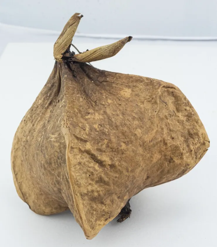 穗花棋盤腳的果實