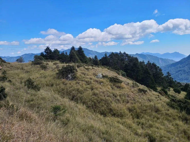 可見H3050的樹林