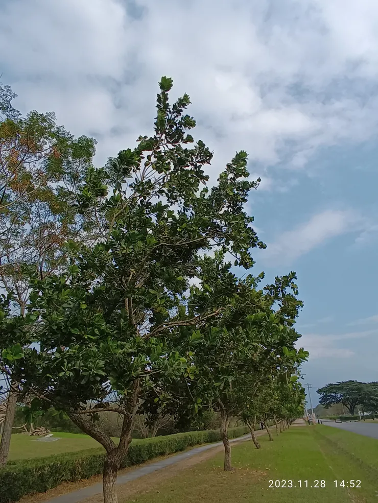 瓊崖海棠林道，照片均自拍
