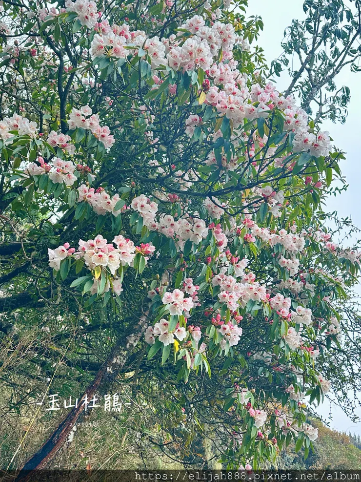 【玉山主峰西峰.兩天兩夜】南投縣信義鄉的望鄉部落艾度民宿/塔