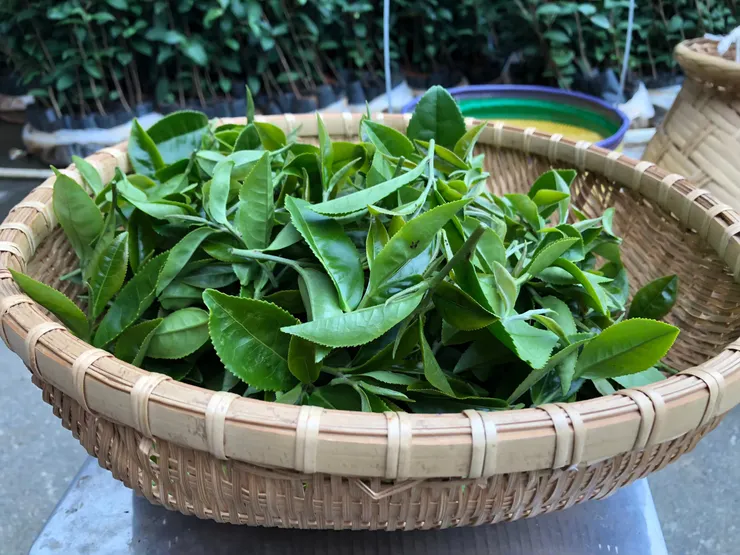 採完茶葉後 會帶你體驗做茶的流程 結束後你還可以帶回你自己親手採收到完成的茶葉