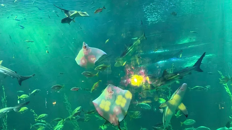 魟魚被制約了會自動到餵食管處stand by