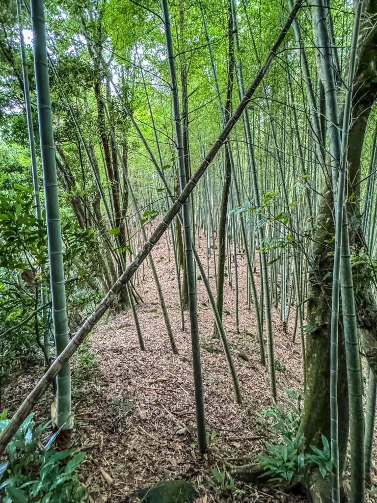 穿過超大片優美的竹子林