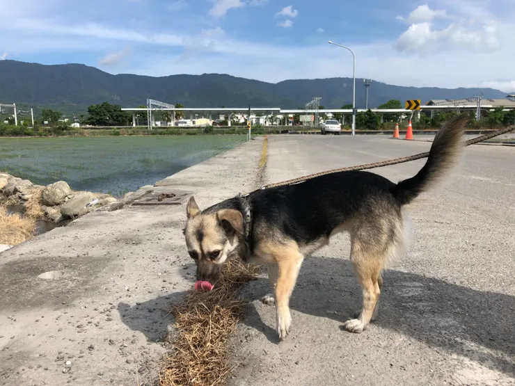 借冊所的狗狗小寶貝