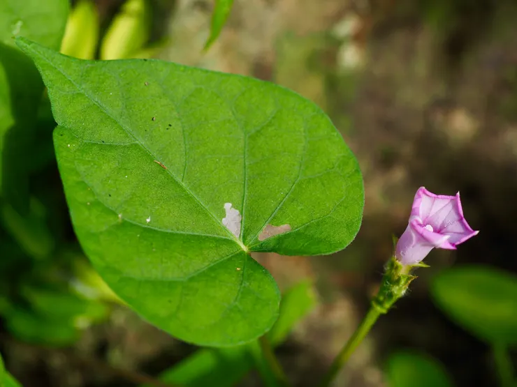 紅花野牽牛；攝於台南白河關子嶺大凍山路旁，台灣全島低海拔山野及荒地皆有分布http://kplant.biodiv.tw/紅花野牽牛/紅花野牽牛.htm