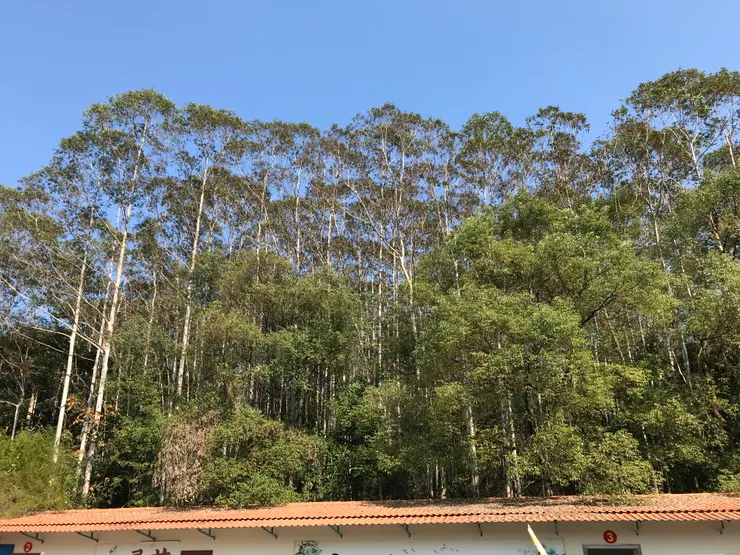 全個旅程最最漂亮的景致--駝奶基地後面的樹林。