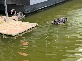 因為沒有人去關注，所以籌碼很乾淨，一有利多就應聲上漲。像這樣的個股，上漲動能十分旺盛，可說是一開張就可以吃三年，在短期間內，資金通通集中過來了。就算空方想要進場分一杯羹，也不容易造成股價下跌。