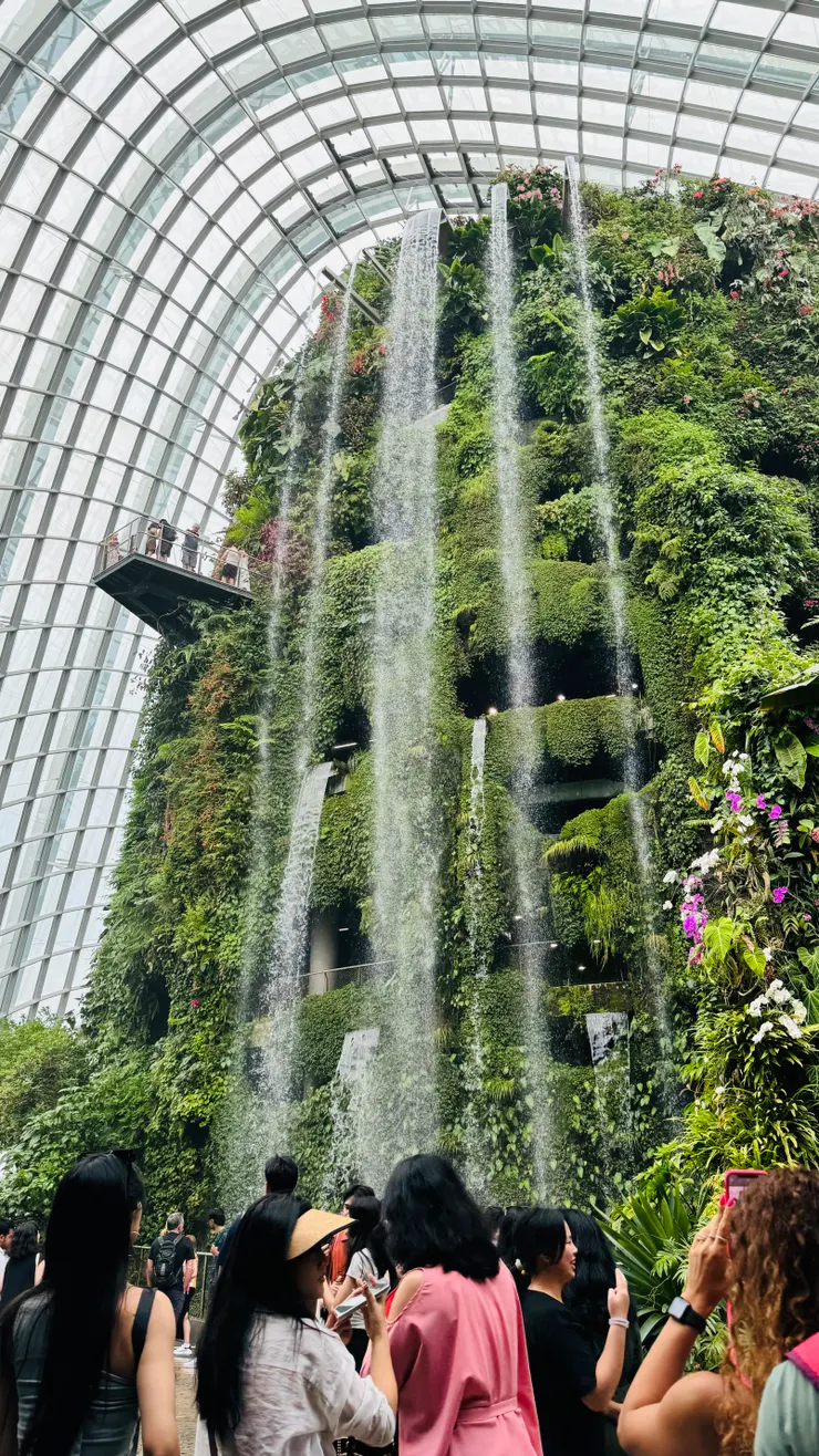 雲霧森林非常值得入場觀看