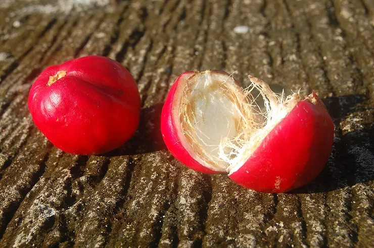 皇冠果的果實。By Hariadhi - Own work, CC BY-SA 3.0