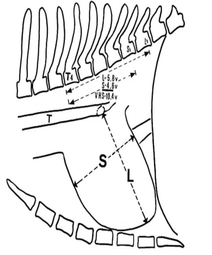 VHS -vetebral heart size (心臟椎骨比例）