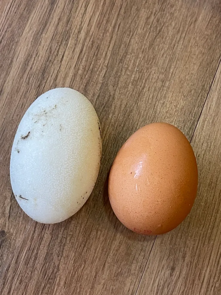 雞蛋跟鱷魚蛋相比，鱷魚蛋表面非常粗糙，殼也很硬厚